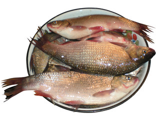 River fish in a larger cup on a white background. Big fish strike