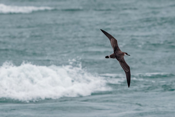 A Great Shearwater seabird, Ardenna gravis, formerly, Puffinus gravis, soaring over ocean waves. Dorset, UK Europe