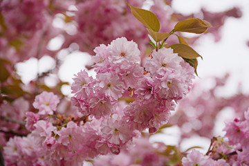 Fresh pink flowers of sakura growing in the garden, natural spring outdoor background