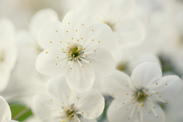 Blossoming of cherry flowers in spring time with green leaves and copyspace, macro