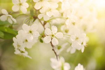 Blossoming of cherry flowers in spring time with green leaves and copyspace, macro