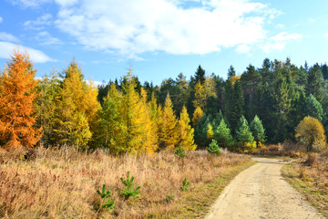 Country road in autumn