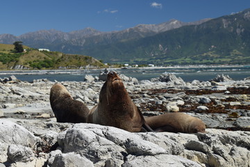 Spotting wild seals while relaxing on the rocks New Zealand Kaikoura