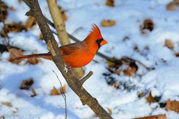 Red Northern Cardinal perched on branch in the winter. Bird watching in Central Park