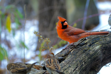 Red Northern Cardinal perched on branch in the winter. Bird watching in Central Park