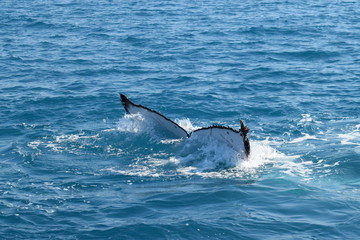 Obraz premium Tail fin of a diving humpback whale