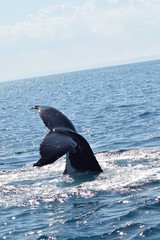 Humpback whale tail on the east coast of Australia