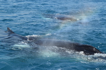 Pair of humpback whales swimming and playing in the water