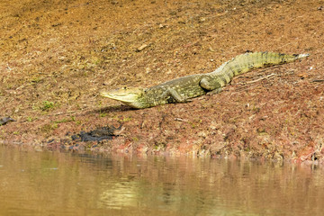 Krokodilkaiman, Caiman crocodilus