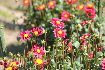 「紅小町」と名付けられたダリアの花(山形県)