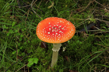 Rain Forest in parts of Alaska produces many mushrooms and they are very colorful along the hiking trails.