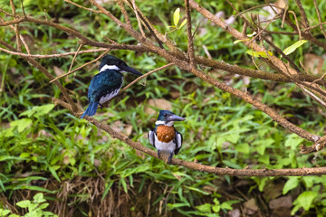Eisvogel - Amazonasfischer - Chloroceryle amazona