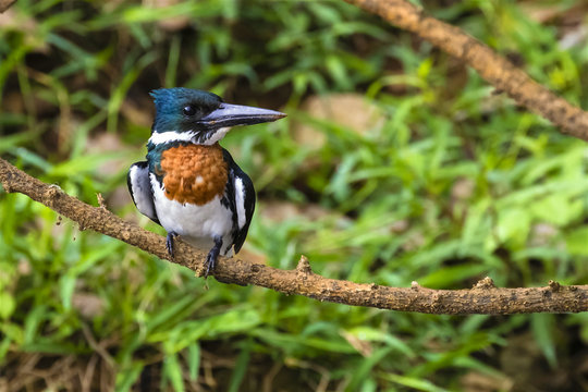 Eisvogel - Amazonasfischer - Chloroceryle amazona