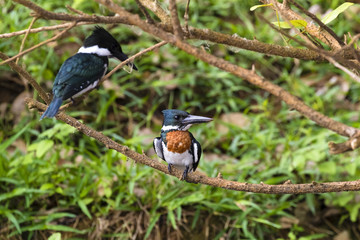 Eisvogel - Amazonasfischer - Chloroceryle amazona