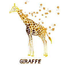 Hand drawn sketch of giraffe. Vector illustration isolated on white background.