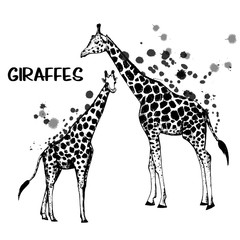 Hand drawn sketch set of giraffes. Vector illustration isolated on white background.
