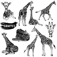 Sketch set of hand drawn giraffes. Vector illustration isolated on white background. © Ecaterina Sciuchina
