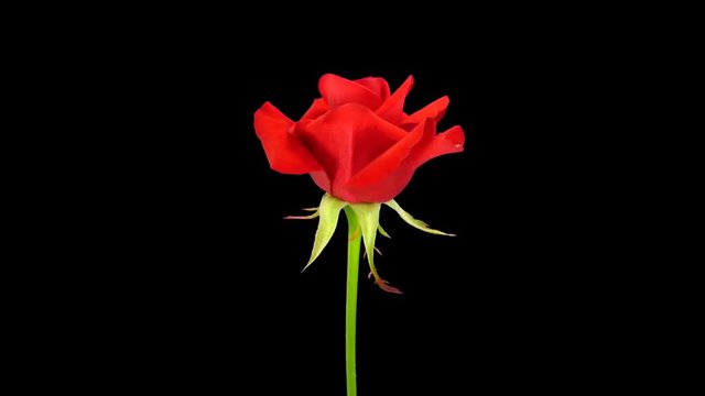 Time-lapse of opening red Kardinal rose 2x1 in Animation format with ALPHA transparency channel isolated on black background
