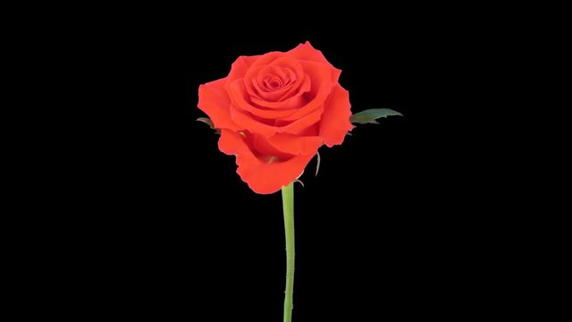 Time-lapse of opening red Mercedes rose 1x1 in Animation codec with ALPHA transparency channel isolated on black background