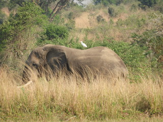 Fototapeta premium Elefanten in Afrika - Uganda - Wildlife