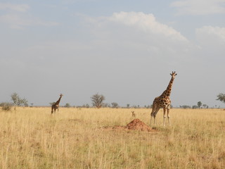 This is africa - Giraffe 