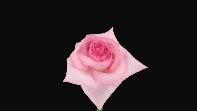 Time-lapse of dying pink Sweet Akito rose 4x1 in Animation format with ALPHA transparency channel isolated on black background