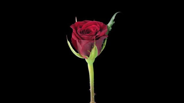 Time-lapse of opening red Valentino rose 1x1 in PNG+ format with ALPHA transparency channel isolated on black background