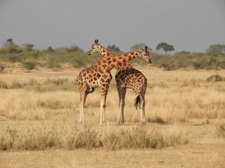 Naklejka na ściany i meble This is africa - Giraffe 