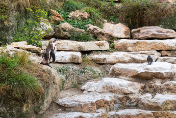 Penguins swim in the pond.
