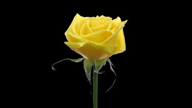 Time-lapse of opening yellow rose 1x1 in Animation format with ALPHA transparency channel isolated on black background