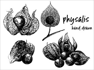 Hand drawn sketch set of physalis fruits with husk. Vector illustration isolated on white background.