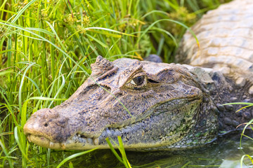 Fototapeta premium Krokodilkaiman, Caiman crocodilus