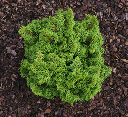 Chamaecyparis obtusa Kosteri / cypress