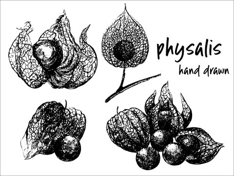 Hand drawn sketch set of physalis fruits with husk. Vector illustration isolated on white background.
