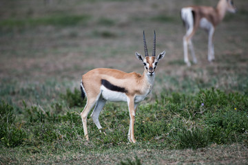 Young male impala in Serengeti