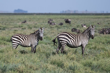 Pair of zebras watching to the camera