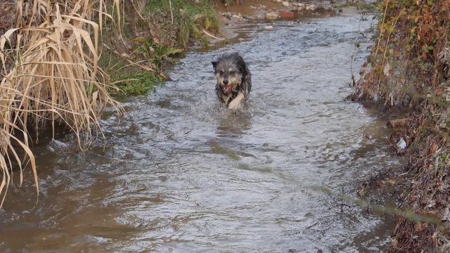 Perro corriendo en el agua (Spain)
