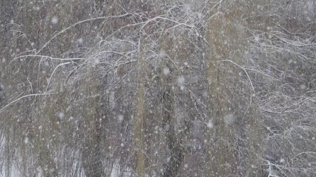 Falling snow with osier branches at the background. Slow motion