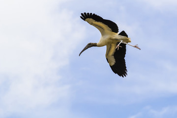 Waldstorch - Mycteria americana - Rosalöffler - Platalea ajaja