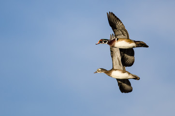 Two Wood Ducks Flying in a Blue Sky
