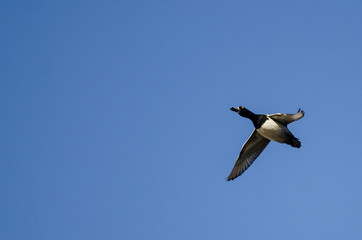 Ring-Necked Duck Flying in a Blue Sky