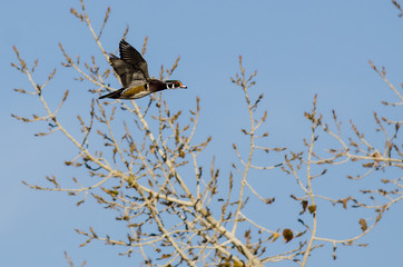 Wood Duck Flying Past the Autumn Trees