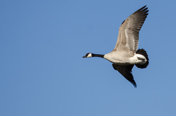 Canada Goose Flying in a Blue Sky