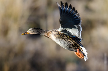 Mallard Duck Taking to Flight