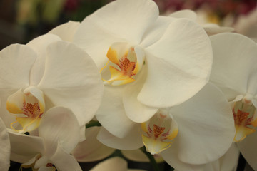 Naklejka na ściany i meble Phalaenopsis orchid