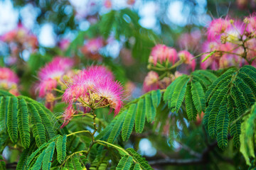 Albizia julibrissin flowers