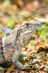 Grüner Leguan - Iguana iguana