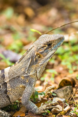 Grüner Leguan - Iguana iguana