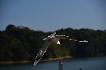 新岡山港のカモメ