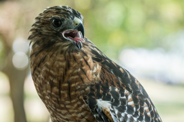 Hawk sticking out tongue